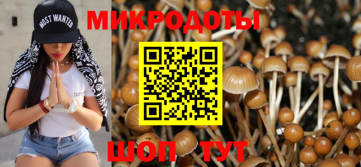 Галлюциногенные грибы Psilocybe  Вход с VPN  Гагарин  Псилоцибиновые грибы мицелий 